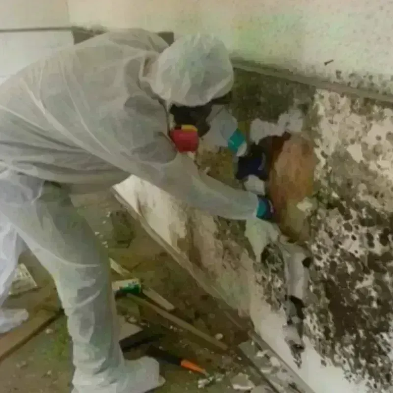 Mold Remediation and Removal in Quanah, TX